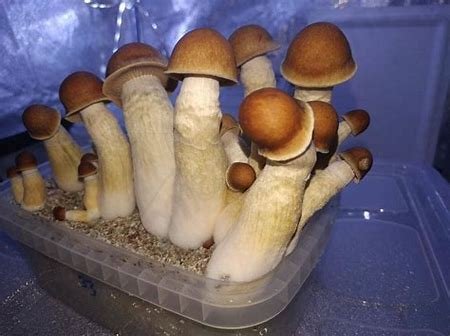 2022 Yamaha Grizzly EPS - Image 2